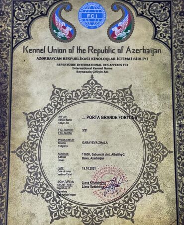 İtlər: Kane-Korso, 3 ay, Erkek, Sənədli — 9