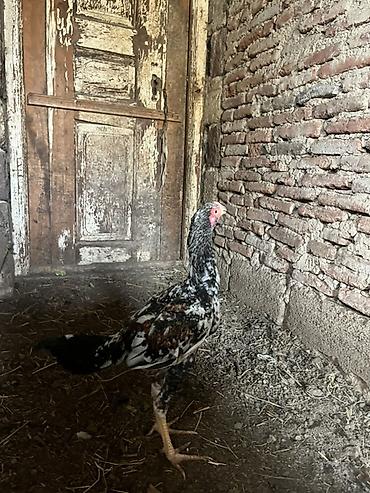 cucə balası: Toyuq cücələri, Damazlıq — 5