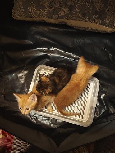 Мышыктар: Котята домашние,им 1.2 месяца, короткошёрстные. На фото — несколько — 5
