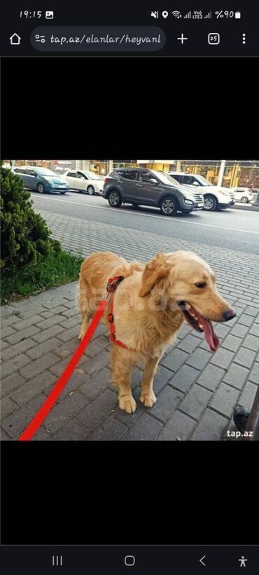 rottweiler qiymeti azerbaycanda: Labrador-retriver, 10 ay, Erkek, Sənədli, Pulsuz çatdırılma