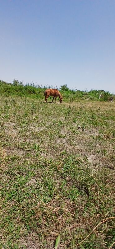 simmental inək cinsi: Erkək, il: 4