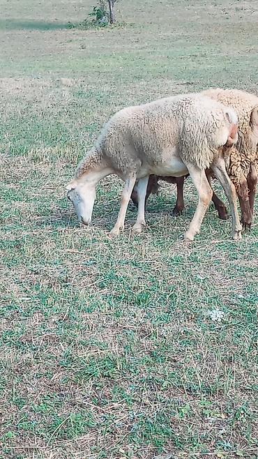 kənd təsərrufatı heyvanları: Dişi, il: 3, Damazlıq, Ünvandan götürmə — 2