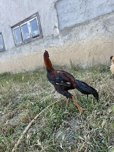 toyuq satilir: Xoruz, Heyratı, il: <1, Ünvandan götürmə — 1