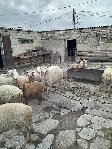 alman coban kopegi: Damazlıq bala almağa əla sortdu qiymətdə razılaşmaq olar — 1