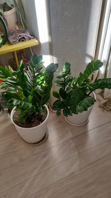 Кактусы: 🌿 Продаю домашние растения 🪴 Красивые, ухоженные и полезные для вашего — 4