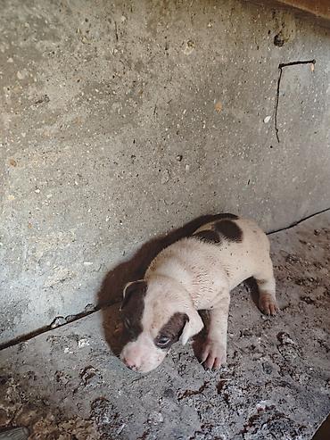 İtlər: Pitbul, 1 ay, Dişi, Ödənişli çatdırılma -da lalafo.az — 7 İtlər: Pitbul, 1 ay, Dişi, Ödənişli çatdırılma — 7