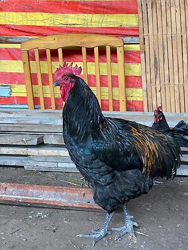 Куры, петухи: Продаю | Петух | Для разведения at lalafo.kg — 12 Куры, петухи: Продаю | Петух | Для разведения — 12