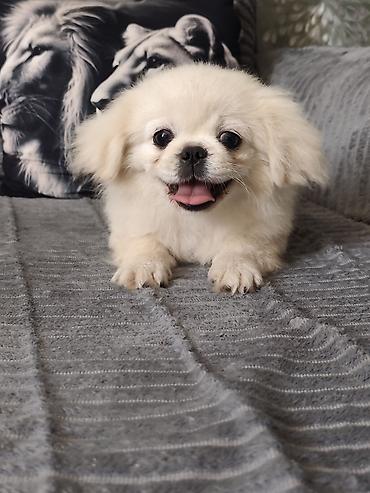 gencede heyvanlar: Pekines, 3 ay, Erkək — 8