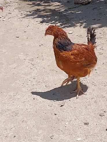 K/t heyvanları və malları: Məhsul: Yerli cins qarışıq cücə və toyuqlar Təsvir: - Şəkillərdə — 9