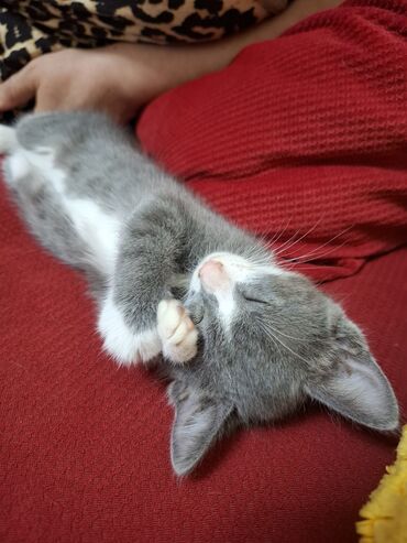 cins pişik satışı: Erkək, Dişi, Yaxşı əllərə