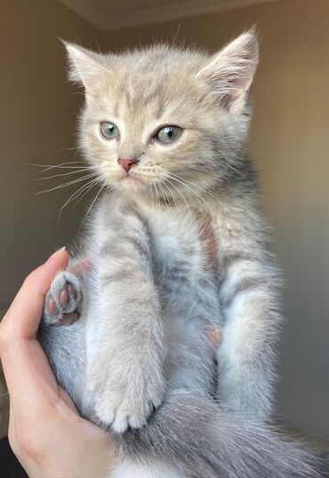 Pişiklər: Şinşilla, Erkək, Yaxşı əllərə -da lalafo.az — 3 Pişiklər: Şinşilla, Erkək, Yaxşı əllərə — 3