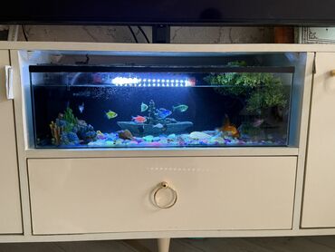 akvarium sifarisi: Dördbucaq akvarium, Balıqlarla birlikdə, 20 l, Ünvandan götürmə
