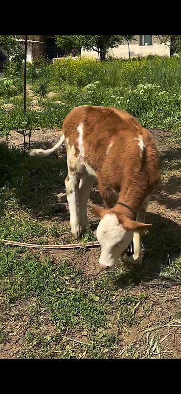 Dana, buzov: 2 baş simmental tipli dana - Növ: ətlik-südlük istiqamətli simmental — 11