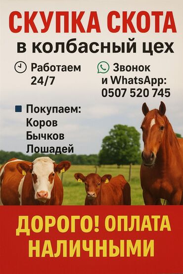 даром собака: Сатып алам | Уйлар, букалар | Күнү-түнү