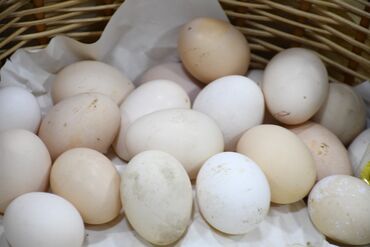 Digər qida məhsulları: Salam Bakida Şərifzadə küçəsində yerləşir mağaza tam təbii organik — 11