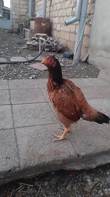 Toyuqlar: Toyuq, Yumurtalıq, Ödənişli çatdırılma — 4