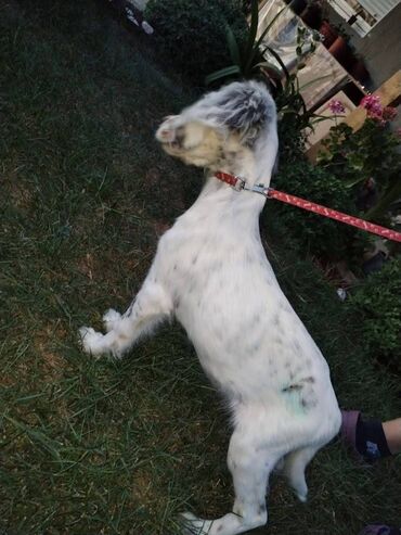 Psi: Na prodaju Štenad engleskog setera. Ovi predivni stenci su šampionskog — 5