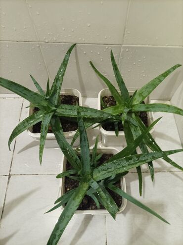 Otaq bitkiləri: Aloe gülü.mualicevi — 6