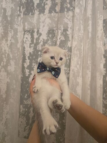 Pişiklər: Britaniya və Scottish və digər növlərin bala pişikləri var. Qiymətləri — 9