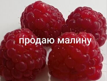 жер земля: Продаю малину,100с банка.малина домашняя,местный сорт,ароматная и