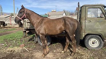 Лошади, кони: Продаю | Конь (самец) | Полукровка — 8