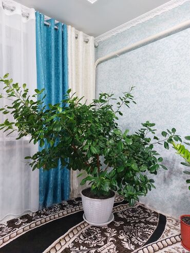 комнатные растения лимон: "Фикус Мокламе" гулу, бийиктиги 120см Чон зал уйлордун коркуно корк