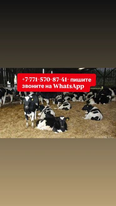 искусственное осеменение коров: Продаю | Корова (самка), Бык (самец), Тёлка | На откорм, На забой, Для разведения