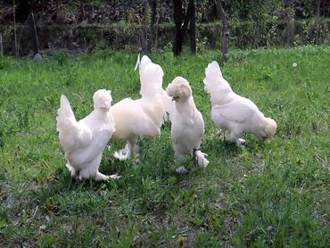 ат жаныбар: Карликовые Султанки! 1 петух и 2 курицы! Несутся!
Цена за троих 8000с