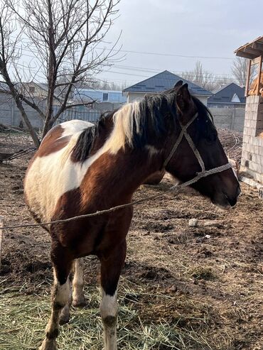 Лошади, кони: Продаю | Жеребенок | Рабочий — 8