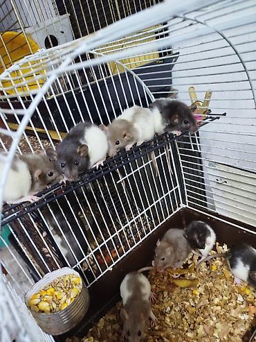 Крысы: Продам маленьких крысят Дамбо декоративные рексы ручные домашние. Есть — 8