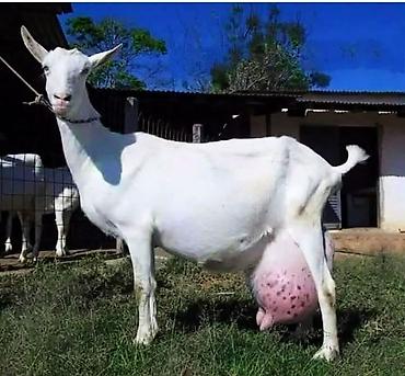 Козы, козлы: Продаю | Козлёнок | Зааненская | Для разведения at lalafo.kg — 11 Козы, козлы: Продаю | Козлёнок | Зааненская | Для разведения — 11