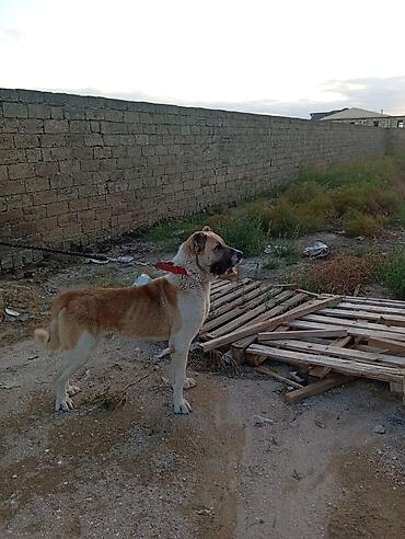 cau cau qiymeti: Çox ocuz qiymətə satılır 100 manat deyilir gəşəy qanı var pula ehtiyac — 1
