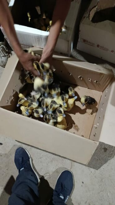 Heyvanlar: Erkək, | Lal ördək, Yumurtalıq, Ödənişli çatdırılma