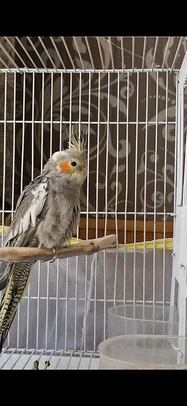 korella quşu acıq sarı 45 azn: Nimfa (Cockatiel) tutuquşuları – boz-ağ ləkəli lələklər, sarı daraq və — 2