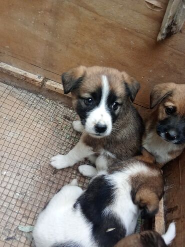 İtlər: Zvonok, 1 ay, Dişi, Peyvəndli, Ünvandan götürmə