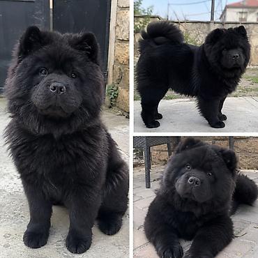 boyuməyən it: Çau-Çau, 9 ay, Erkək, Peyvəndli — 1