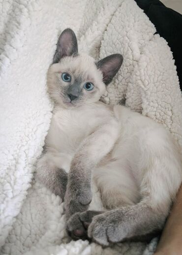 дома для кошек: Сиамская, 4 месяца, Девочка, Серый, Приучена к лотку, Проглистована