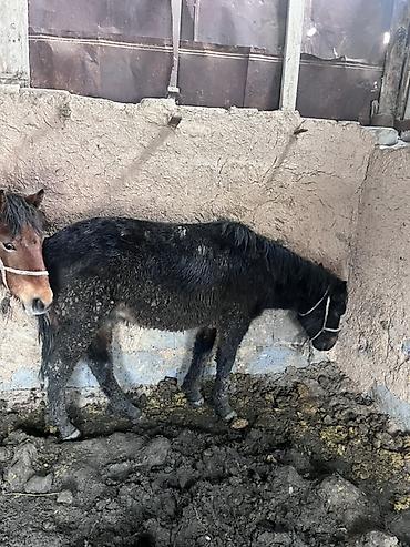 Лошади, кони: Продаю | Жеребенок | На забой — 3