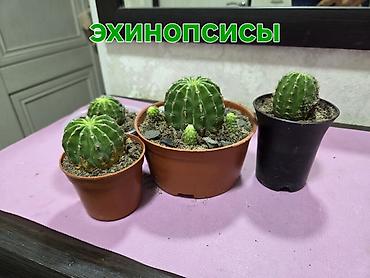 Кактусы: Композиции из суккулентов и мини-кактусов в керамических кашпо с — 9