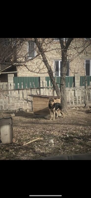 животные собаки: Овчарка, 2 года, Самец