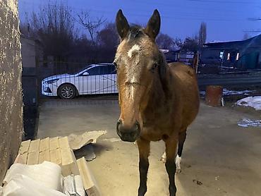 Лошади, кони: Продаю | Кобыла (самка) | Полукровка, Английская | Для разведения, Конный спорт — 3