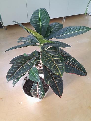 dekor agaclar: Kroton (Codiaeum variegatum) – dekorativ yarpaqlı otaq bitkisi — 1