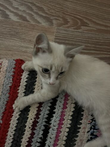 животные коты: Игривый и ласковый котенок окраса колор-пойнт, с мягкой белой шерстью