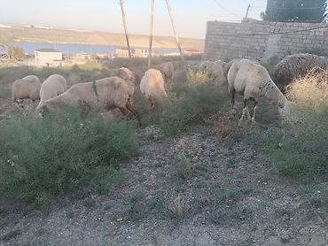 qoyun sortlari: Salam tam saglam heyvanlar satilir 23 qoyun 6 quzu 1 qoc obsiy 30 — 4