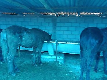 Лошади, кони: Продаю | Жеребец | Для разведения | Племенные — 6