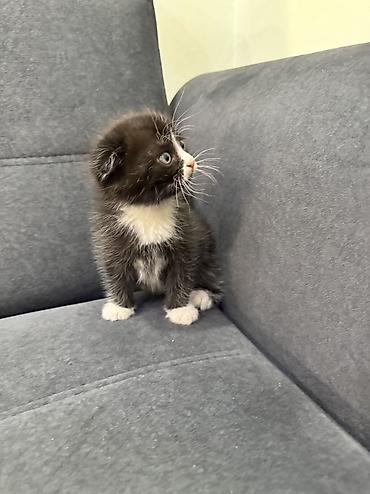 Продажа кошек: Продаю котят Шотландская вислоухая.Котята здоровые,живые,очень — 3