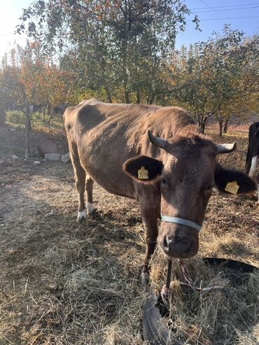 птицы попугаи: Сатам | Уй (ургаачы), Кунаажын | Сүт алуу үчүн | Байланган