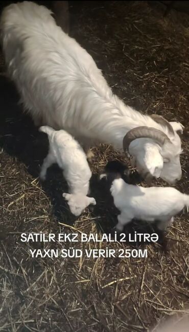 Inəklər, öküzlər: Ehtiyac olduqdan göre bu qiymətə saatlir 3 çu qarindi