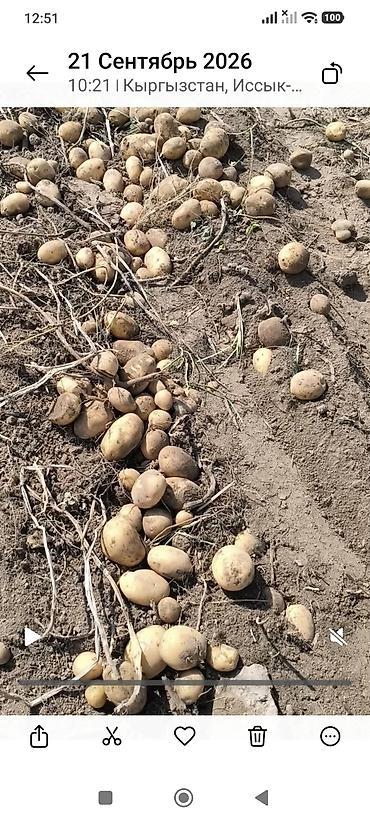 продаю кукурузы: Картошка Оптом — 2