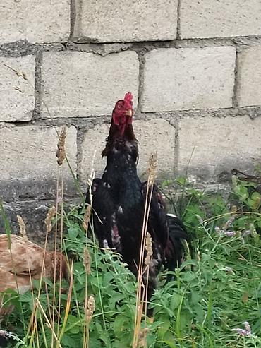 ev quşları haqqında melumat: Satılır: kənd toyuğu xoruzu - Cins tipi: uzunboyun, sərt bədən — 3